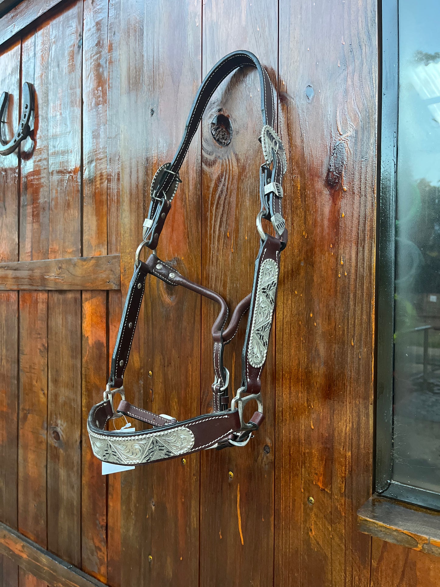 Halter de Exposición